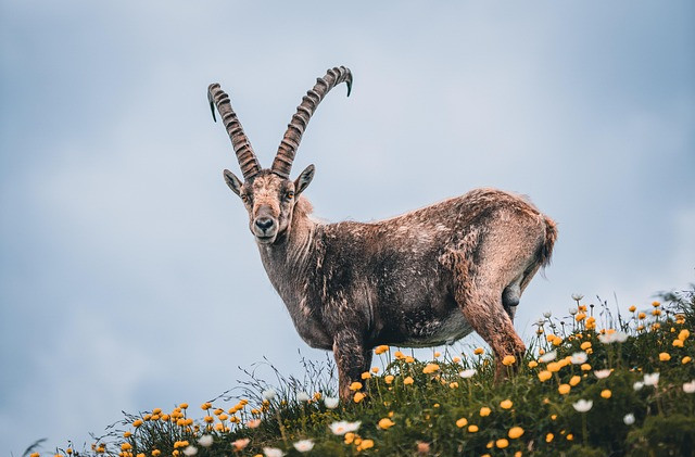 Alpine Ibex Hunting