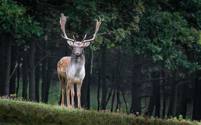 Mastering Fallow Deer Hunting: Expert Insights and Strategies