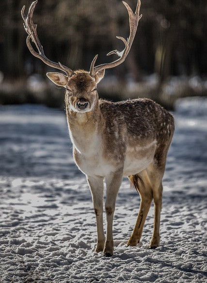Mastering Deer Hunting: Expert Insights and Tactics
