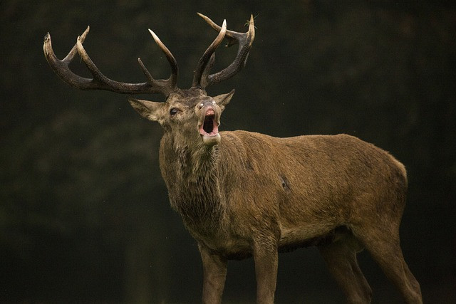 Mastering Red Deer Hunting Now: Expert Insights and Strategies
