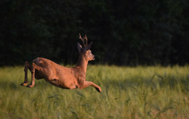 Roe Deer Hunting
