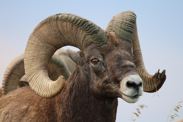 Mouflon Sheep Hunting